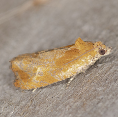 Olethreutes ochrosuffusanum