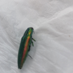 Chrysodema hainanensis