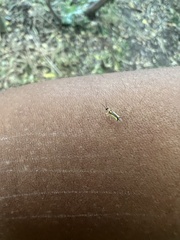 Campyloneura virgula