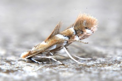 Cameraria fletcherella
