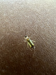 Heteroptera