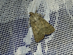 Dichagyris forcipula