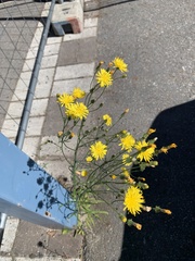 Hieracium umbellatum