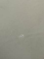 Chrysaora chesapeakei