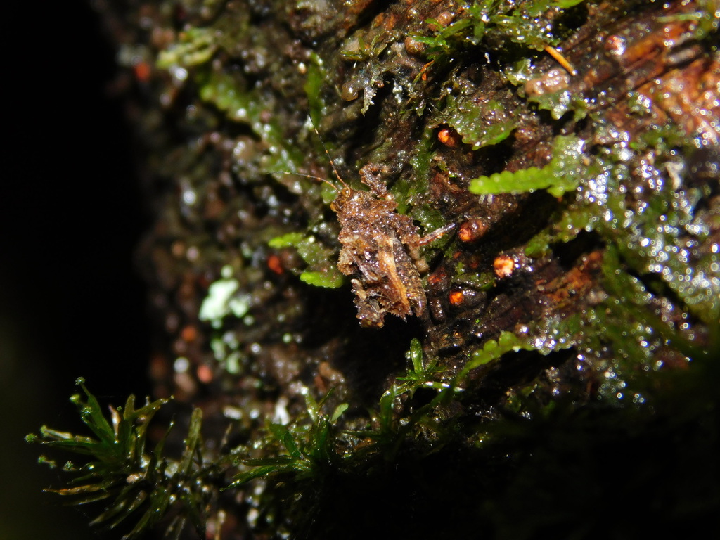 Cladonotella
