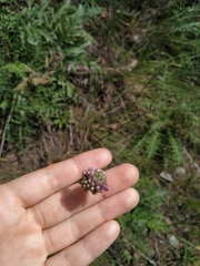 Allium strictum