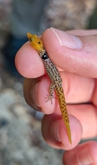 Sphaerodactylus grandisquamis guarionex