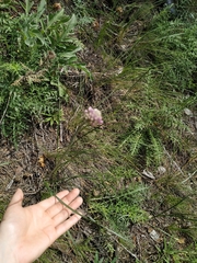 Allium strictum
