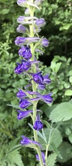 Delphinium fissum