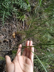 Allium strictum
