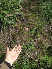 Allium strictum