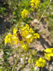 Apis mellifera