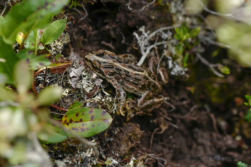 Plateau Frog, Nanorana pleskei
