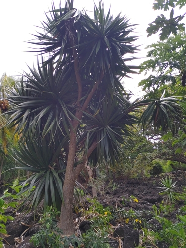 Dracaena concinna, photograph 3