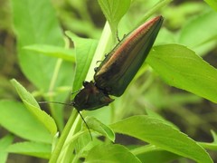 Campsosternus auratus