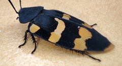 Therea nuptialis