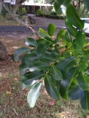 Zanthoxylum heterophyllum