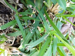 Zanthoxylum heterophyllum