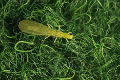 Alloperlini