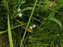 Stellaria graminea