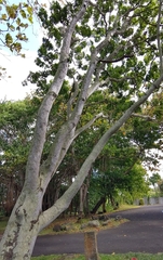 Zanthoxylum heterophyllum