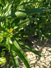 Coccinella septempunctata