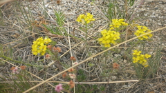 Odontarrhena obovata