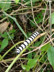 Amphicallia bellatrix