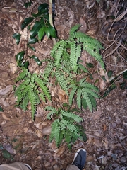 Adiantum silvaticum