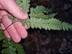 Adiantum silvaticum
