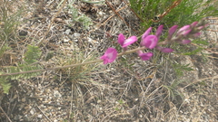 Astragalus versicolor