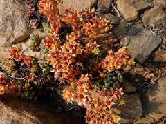 Sedum obtusatum