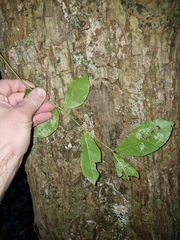 Dysoxylum fraserianum