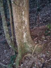 Dysoxylum fraserianum