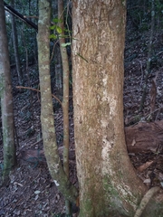 Dysoxylum fraserianum
