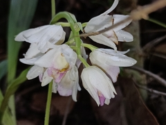 Eulophia diffusiflora