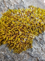 Racomitrium fasciculare
