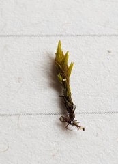 Racomitrium fasciculare