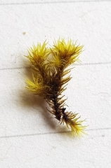 Racomitrium fasciculare