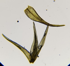 Racomitrium fasciculare