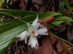 Eulophia diffusiflora