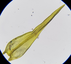 Racomitrium fasciculare