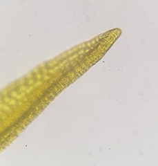 Racomitrium fasciculare