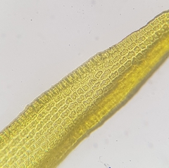 Racomitrium fasciculare