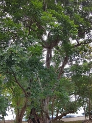 Zanthoxylum heterophyllum