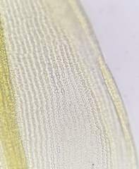 Racomitrium fasciculare