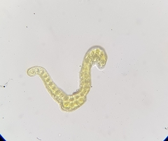 Racomitrium fasciculare