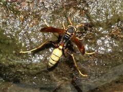 Mischocyttarus navajo