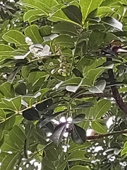 Zanthoxylum heterophyllum