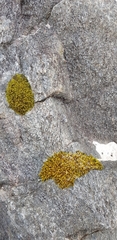 Racomitrium fasciculare